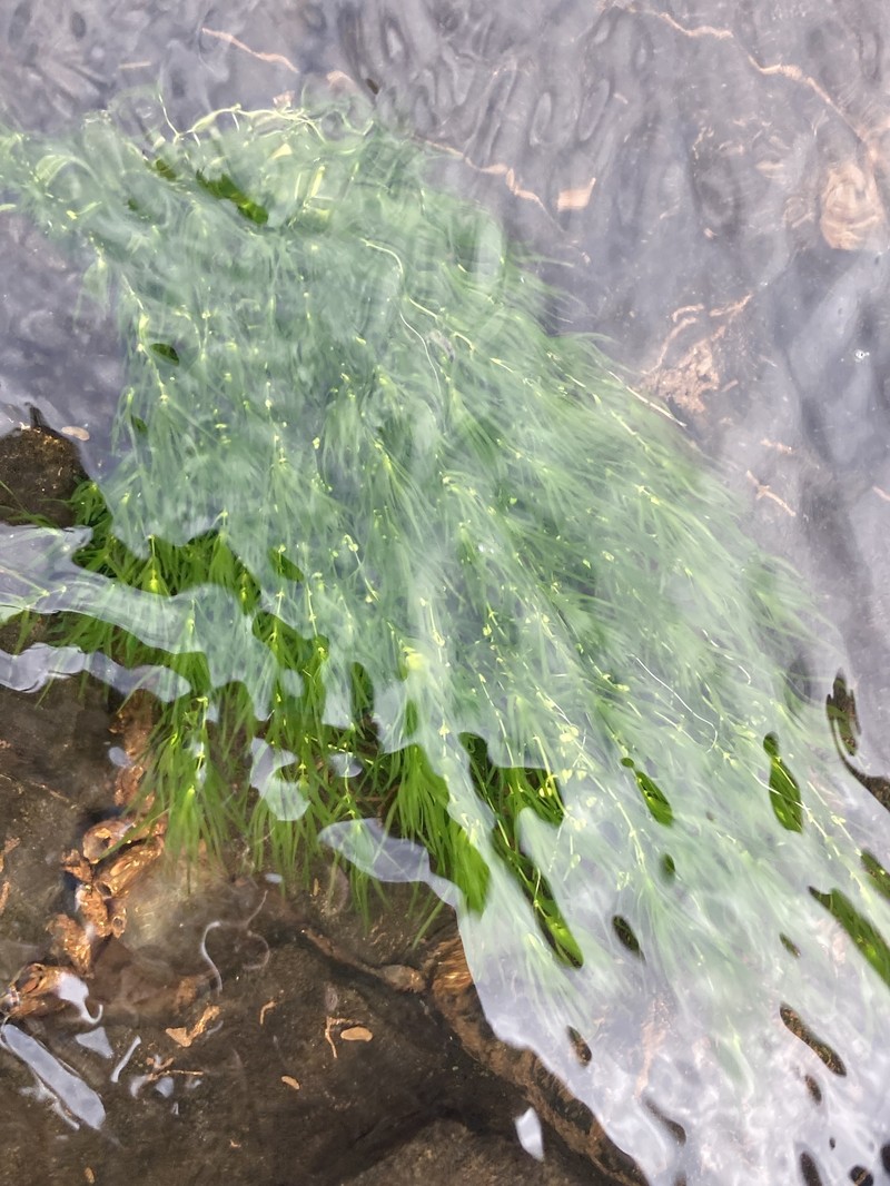 Fassett's Water-Starwort photo 7