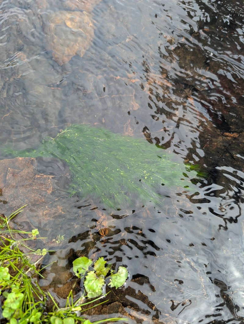 Fassett's Water-Starwort photo 8