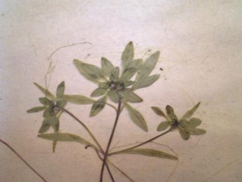 Narrowleaf Water-Starwort