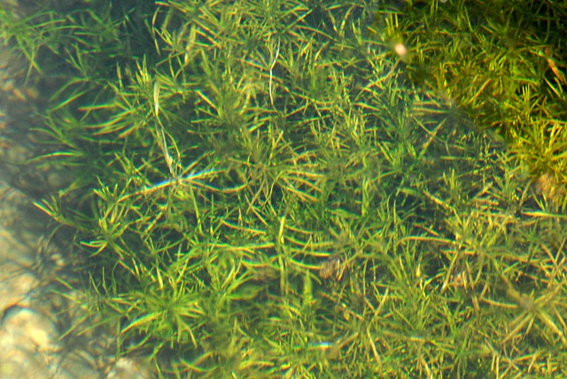Narrowleaf Water-Starwort photo 2