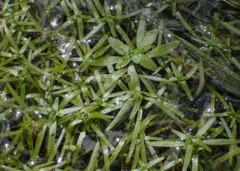 Narrowleaf Water-Starwort photo 3