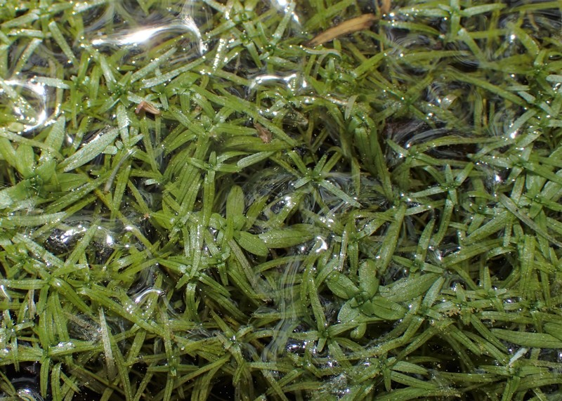 Narrowleaf Water-Starwort photo 4