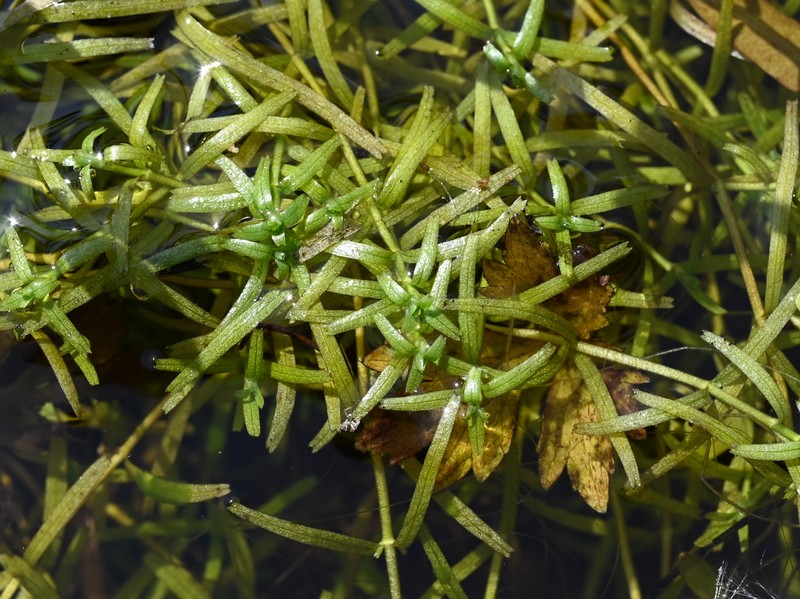 Narrowleaf Water-Starwort photo 5