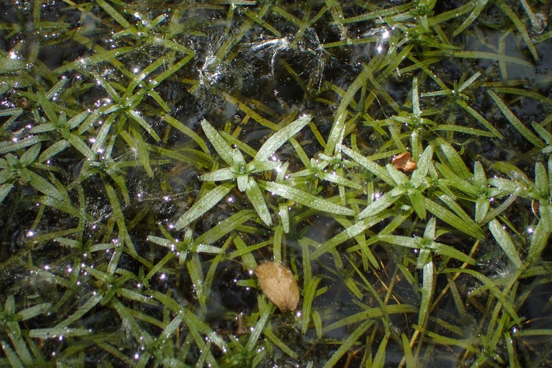 Narrowleaf Water-Starwort photo 6