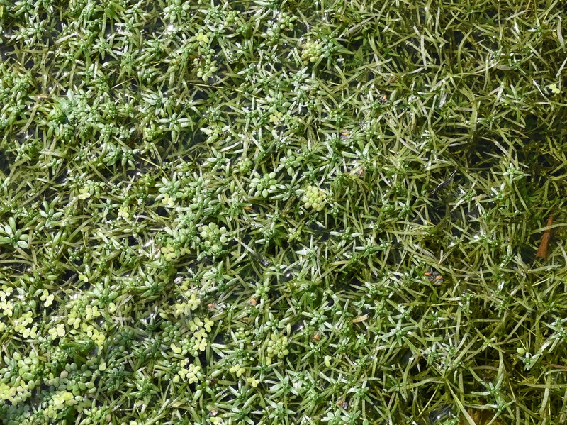 Narrowleaf Water-Starwort photo 7