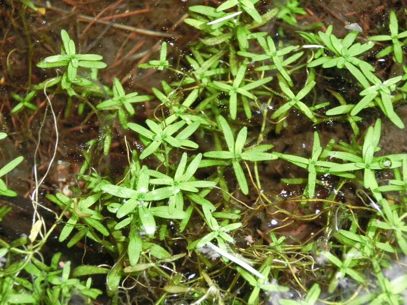 Narrowleaf Water-Starwort photo 8