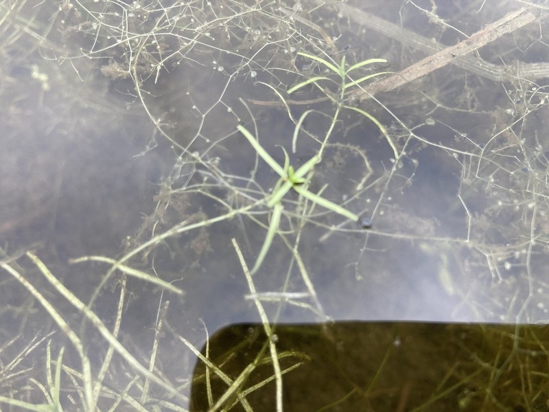 Northern Water-Starwort