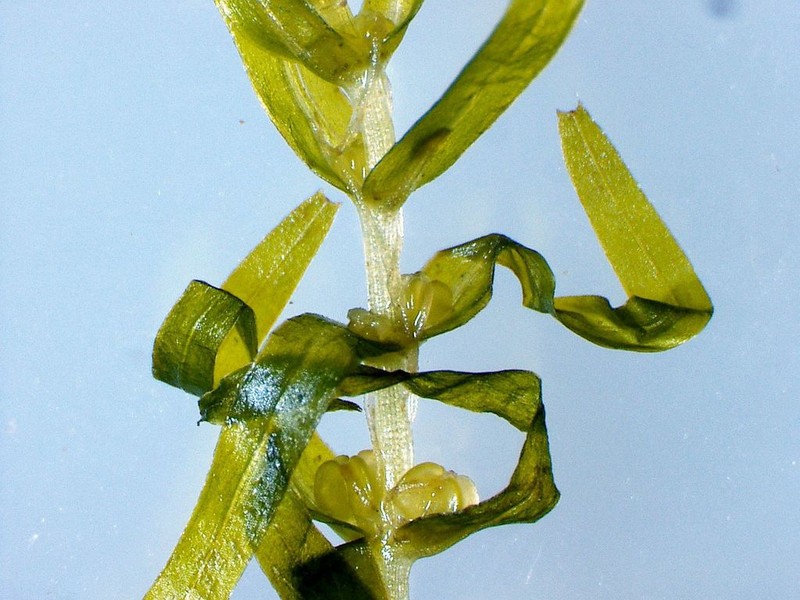 Northern Water-Starwort photo 2