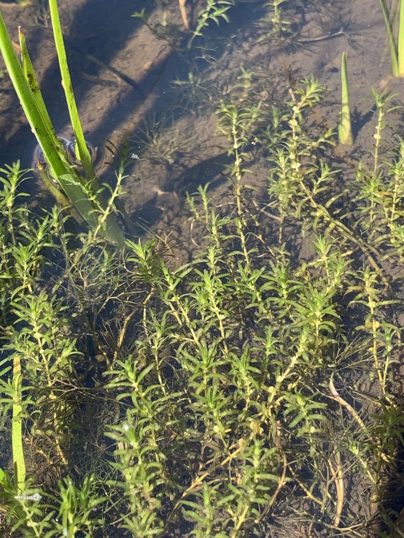Northern Water-Starwort photo 3