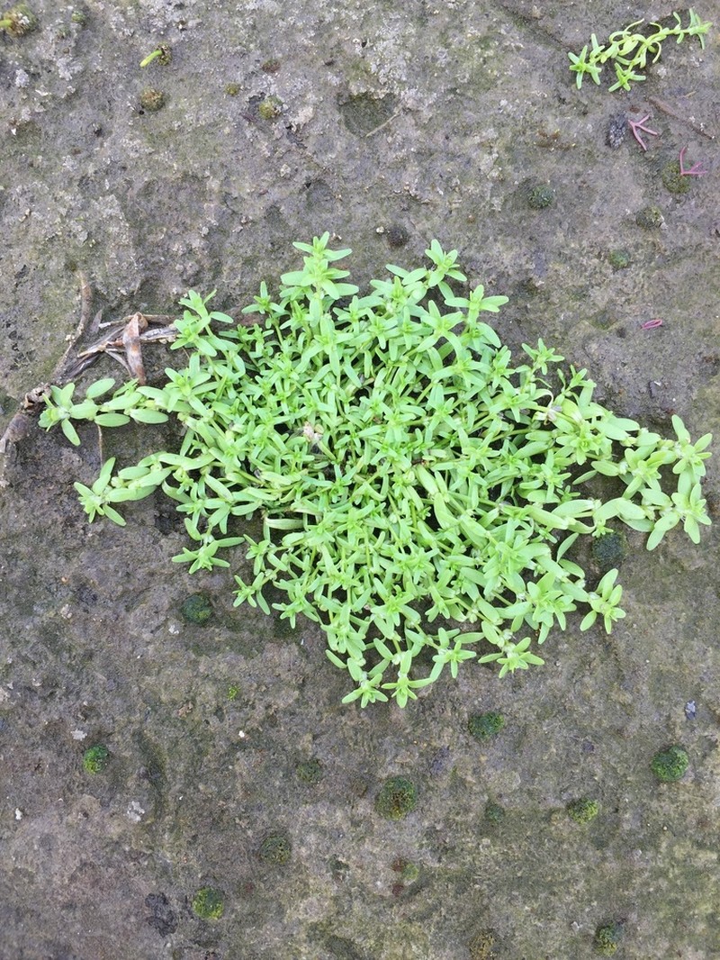 Northern Water-Starwort photo 4