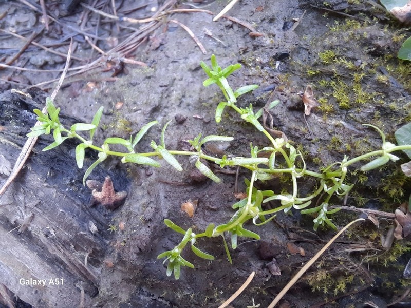 Northern Water-Starwort photo 5