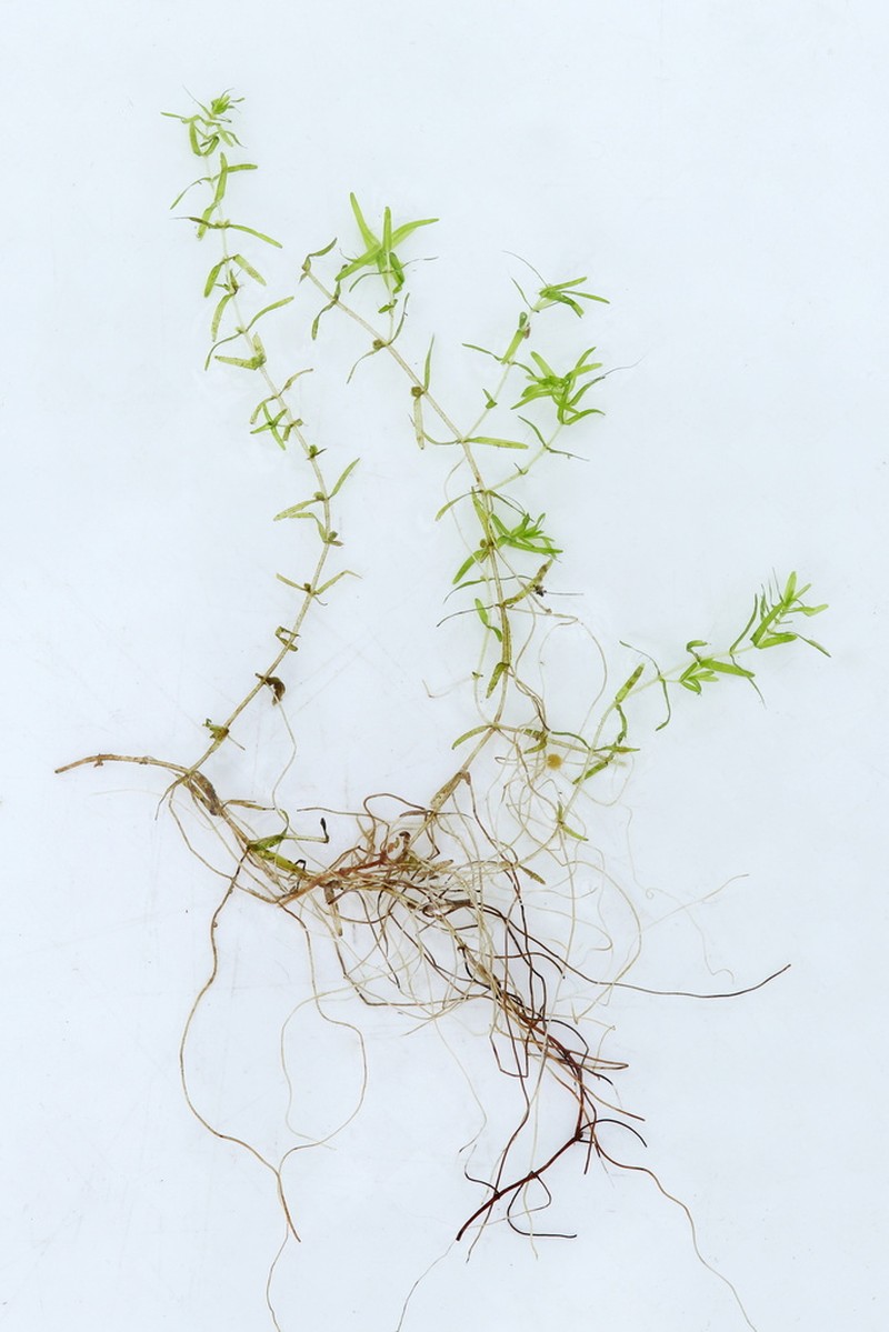 Northern Water-Starwort photo 6