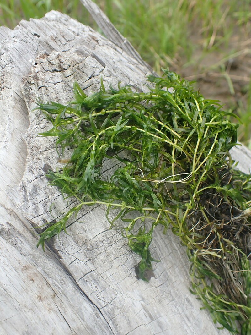 Northern Water-Starwort photo 7