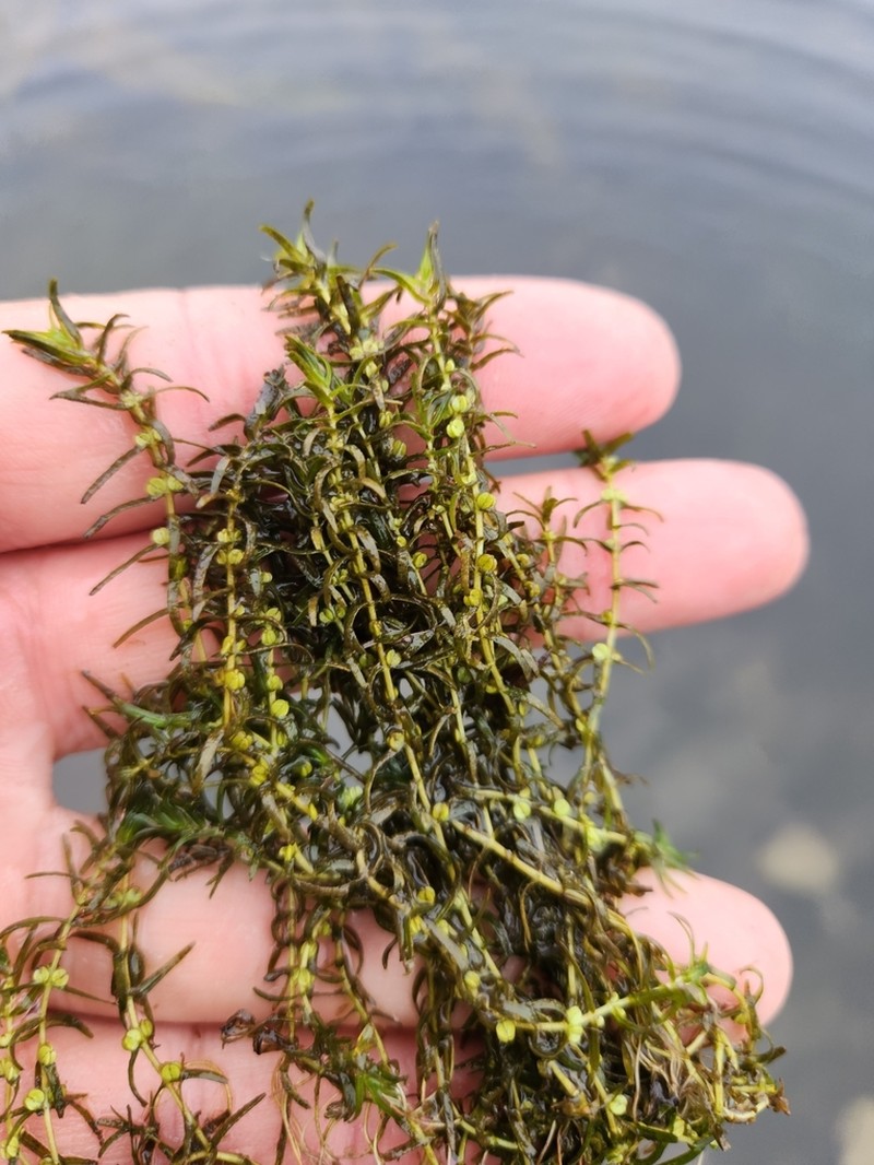 Northern Water-Starwort photo 8