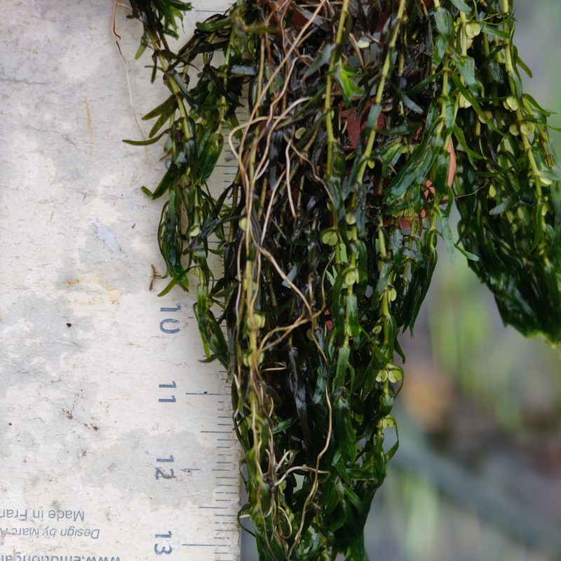 Callitriche hermaphroditica subsp. hermaphroditica