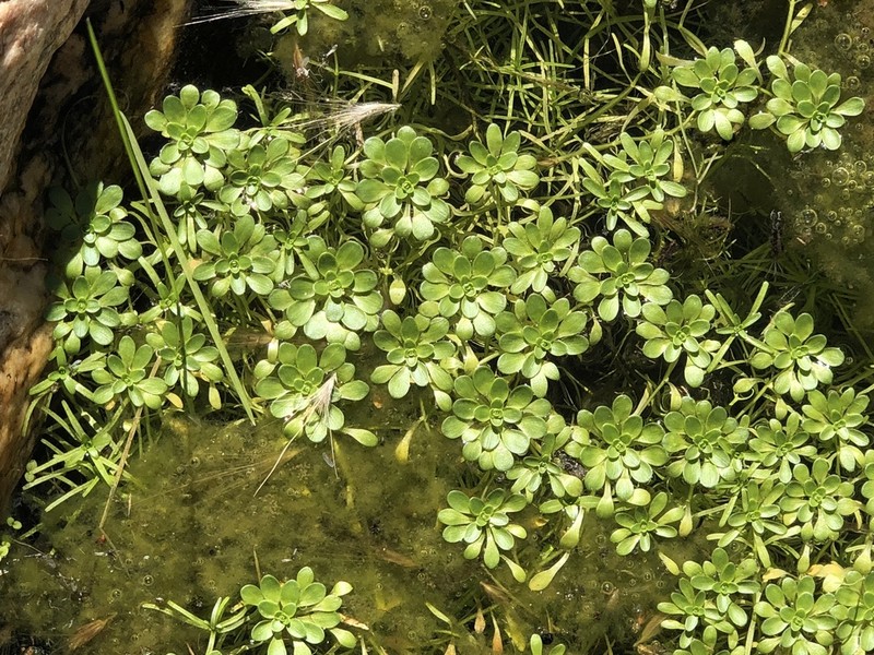 Twoheaded Water-Starwort photo 2