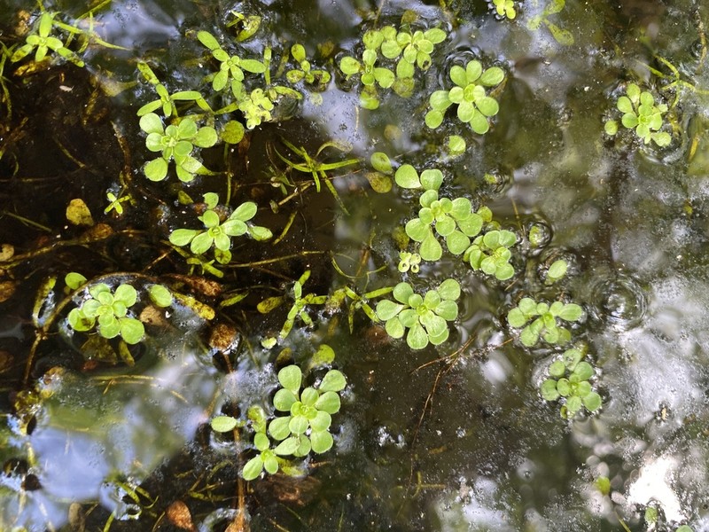 Twoheaded Water-Starwort photo 3