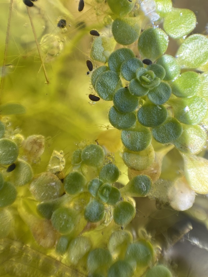 Twoheaded Water-Starwort photo 4