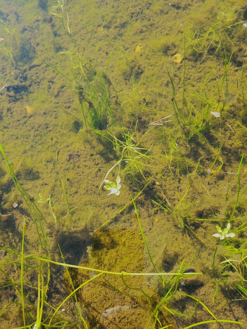 Twoheaded Water-Starwort photo 5