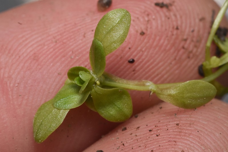 Twoheaded Water-Starwort photo 6