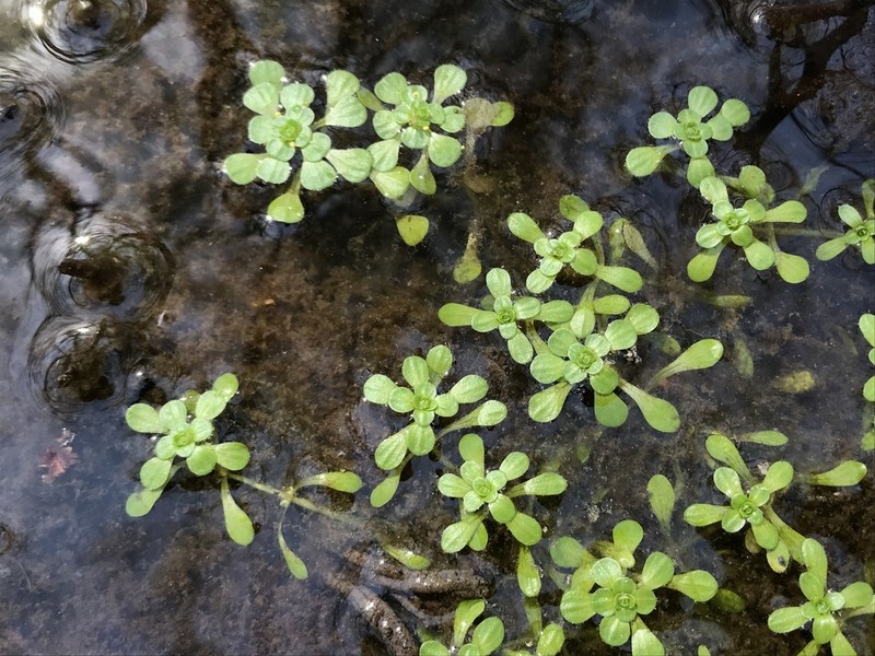 Twoheaded Water-Starwort photo 7
