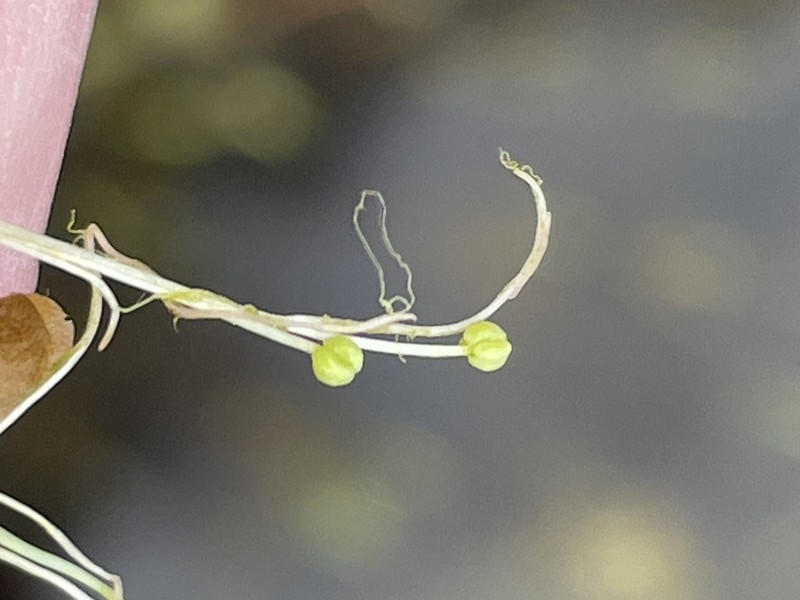Longstock Water-Starwort