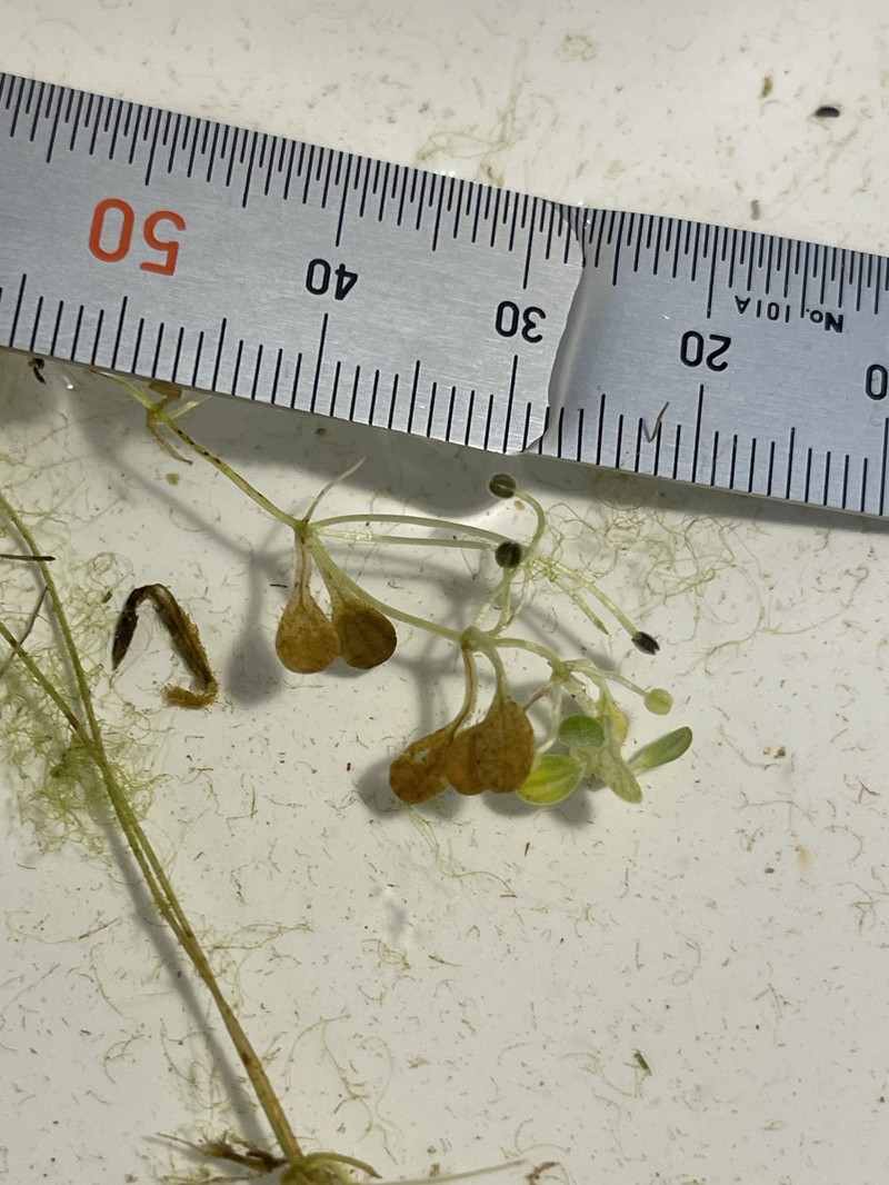 Longstock Water-Starwort photo 3