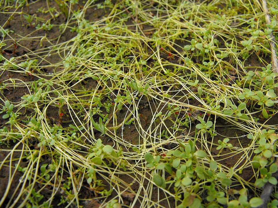 Winged Water-Starwort