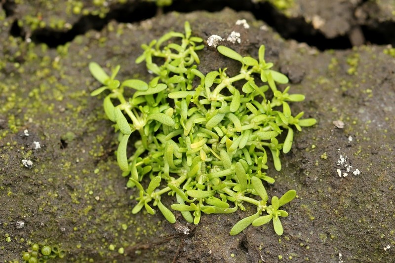 Winged Water-Starwort photo 3