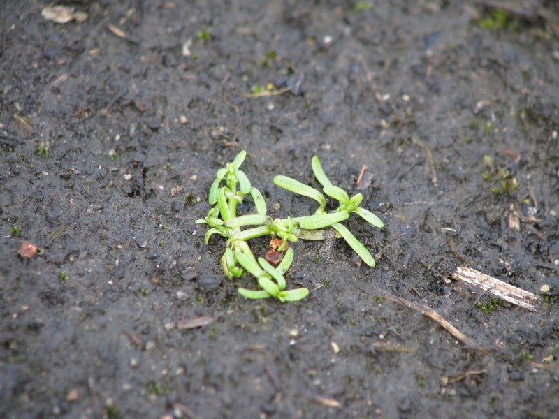 Winged Water-Starwort photo 4
