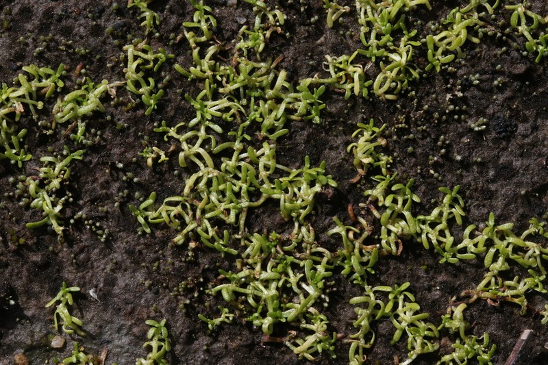 Winged Water-Starwort photo 5