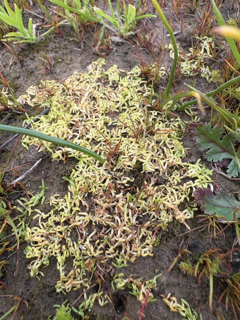 Winged Water-Starwort photo 7