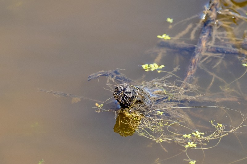 Winged Water-Starwort photo 8