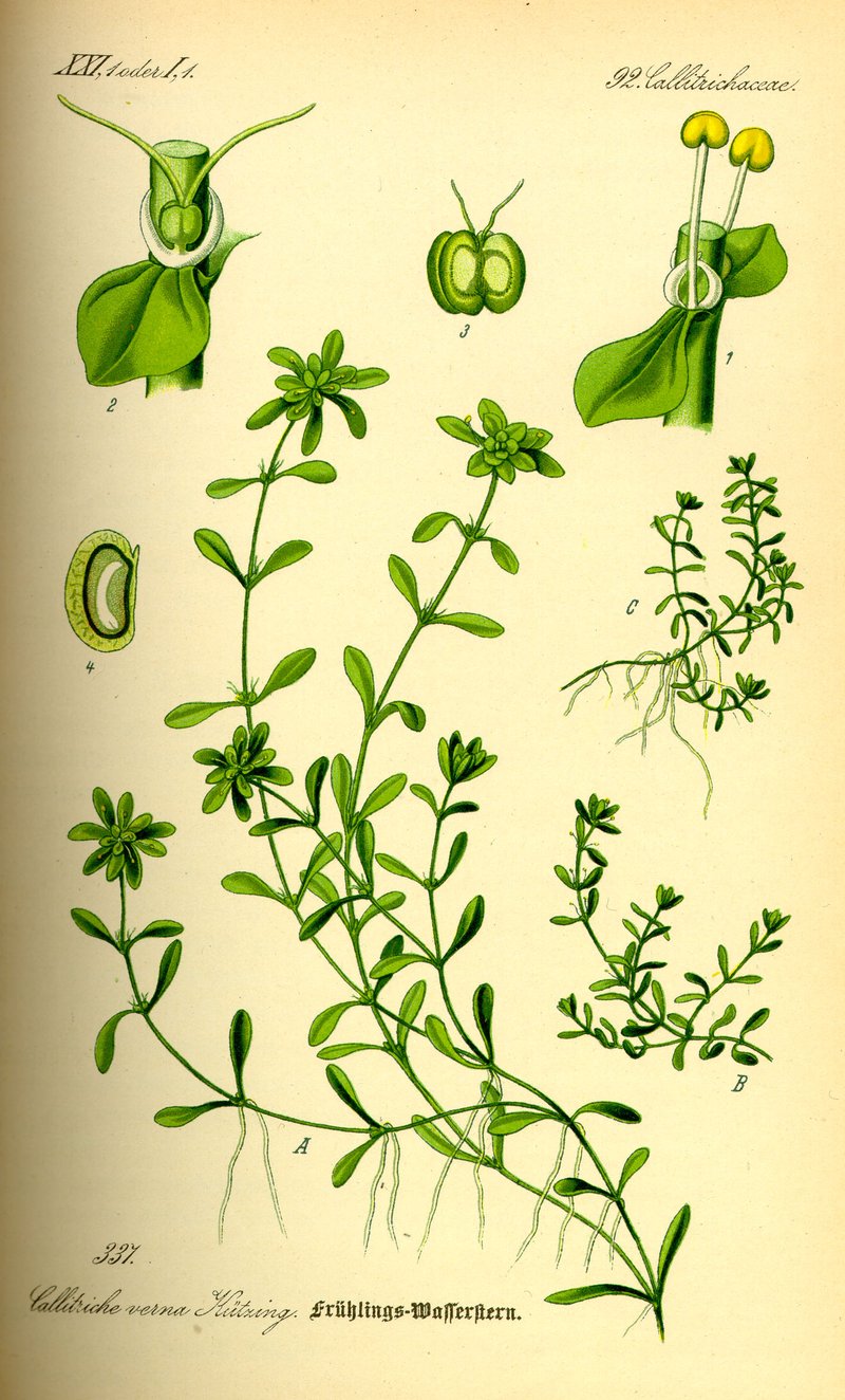 Vernal Water-Starwort