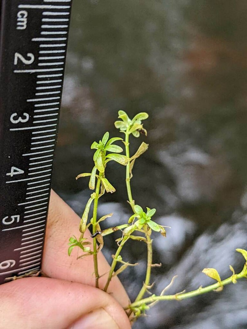 Vernal Water-Starwort photo 2