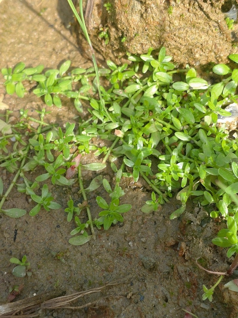 Vernal Water-Starwort photo 3