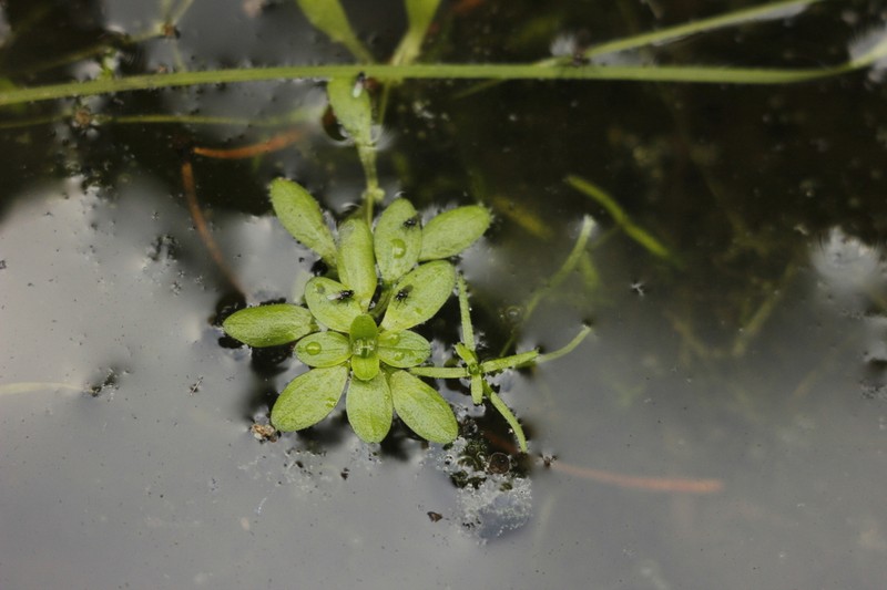 Vernal Water-Starwort photo 4