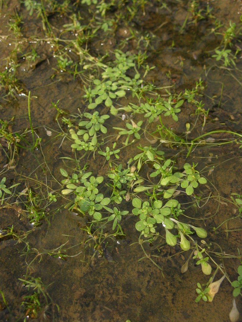 Vernal Water-Starwort photo 5
