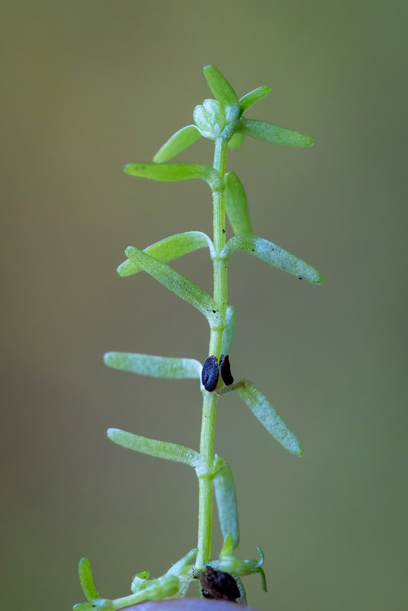 Vernal Water-Starwort photo 7