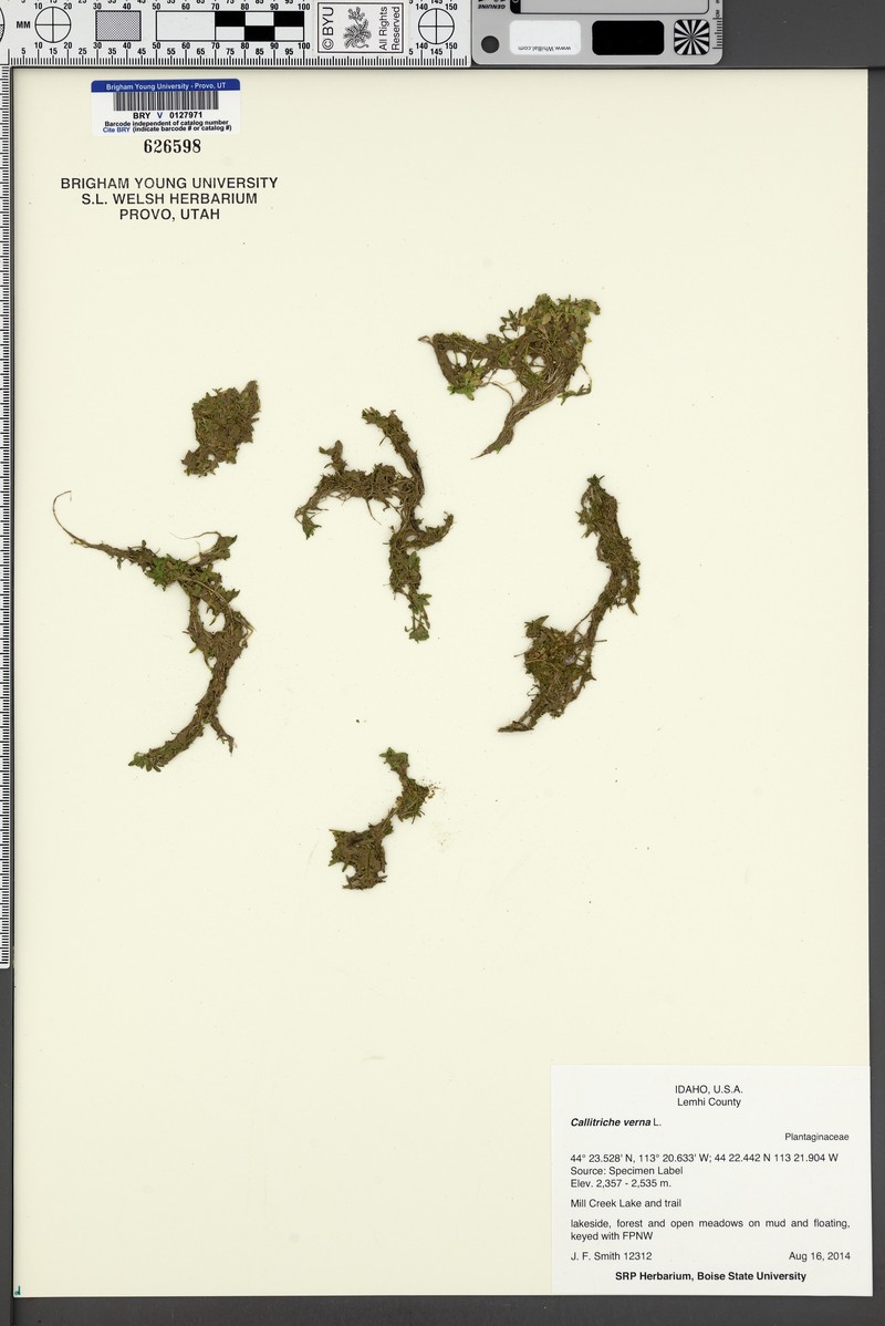 Callitriche palustris subsp. palustris