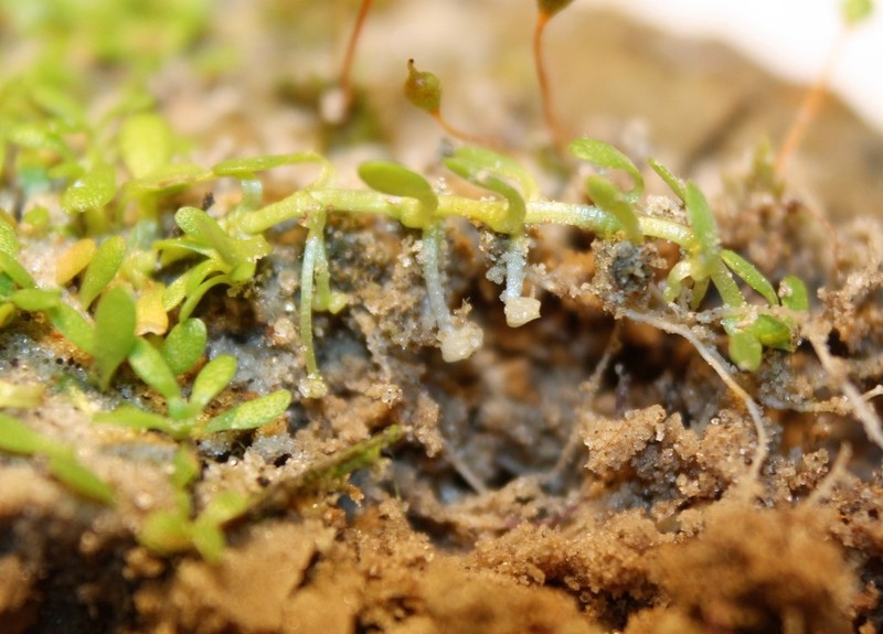 Nuttall's Water-Starwort