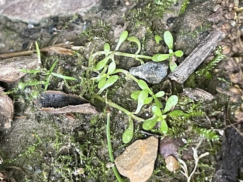 Nuttall's Water-Starwort photo 2
