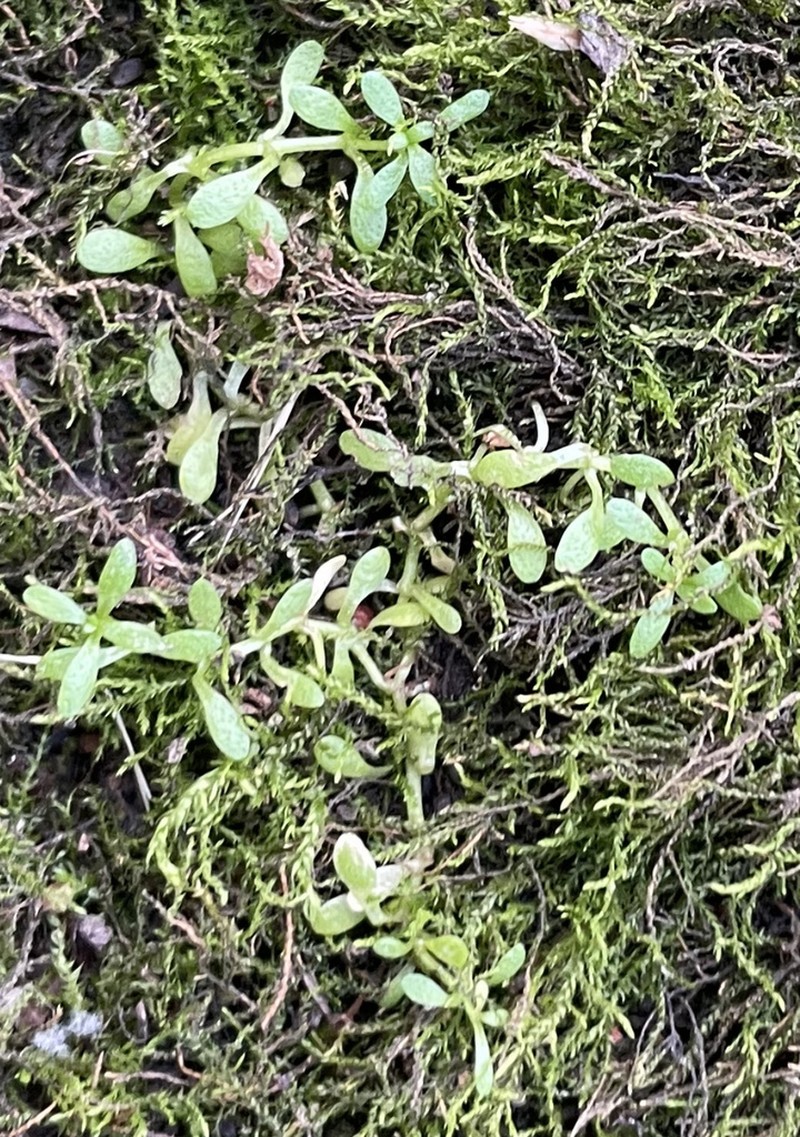 Nuttall's Water-Starwort photo 3