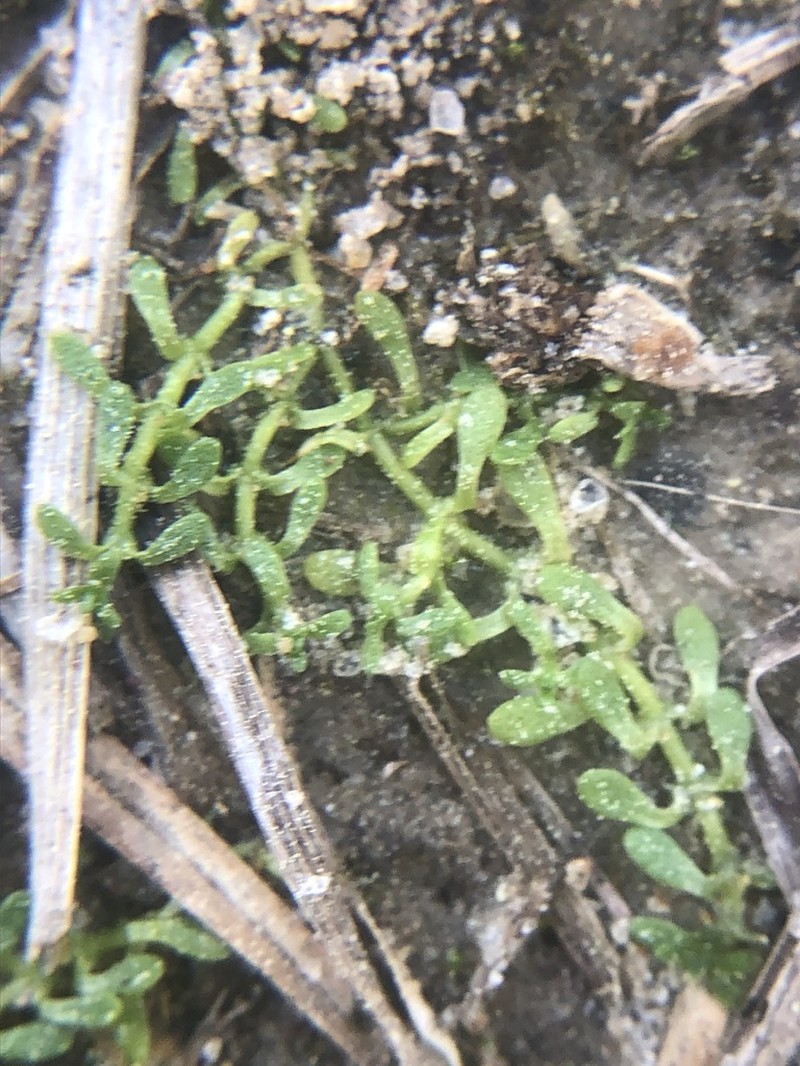 Nuttall's Water-Starwort photo 4
