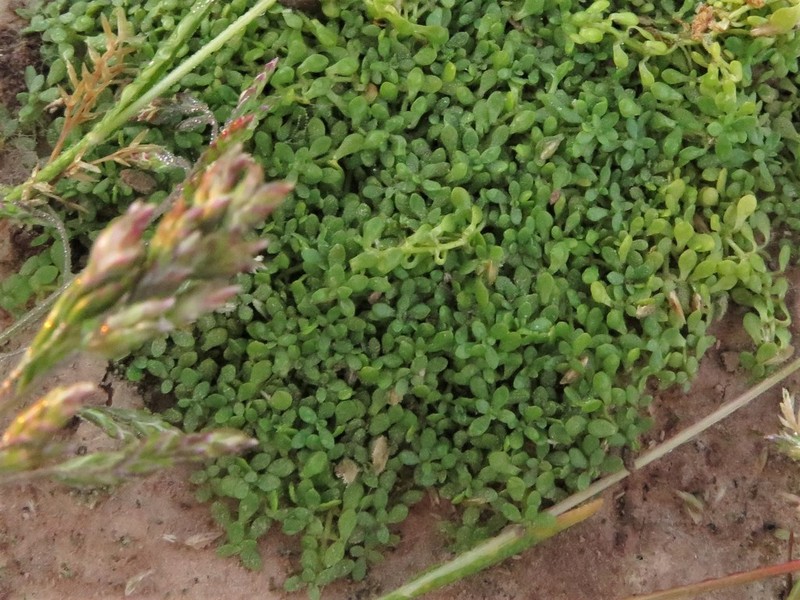 Nuttall's Water-Starwort photo 5