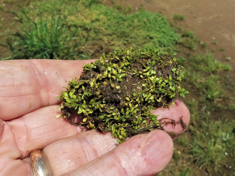 Nuttall's Water-Starwort photo 6