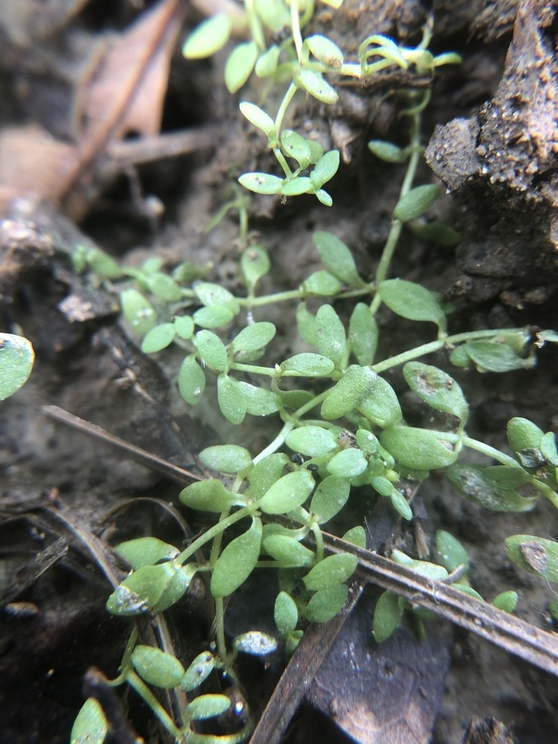 Nuttall's Water-Starwort photo 7