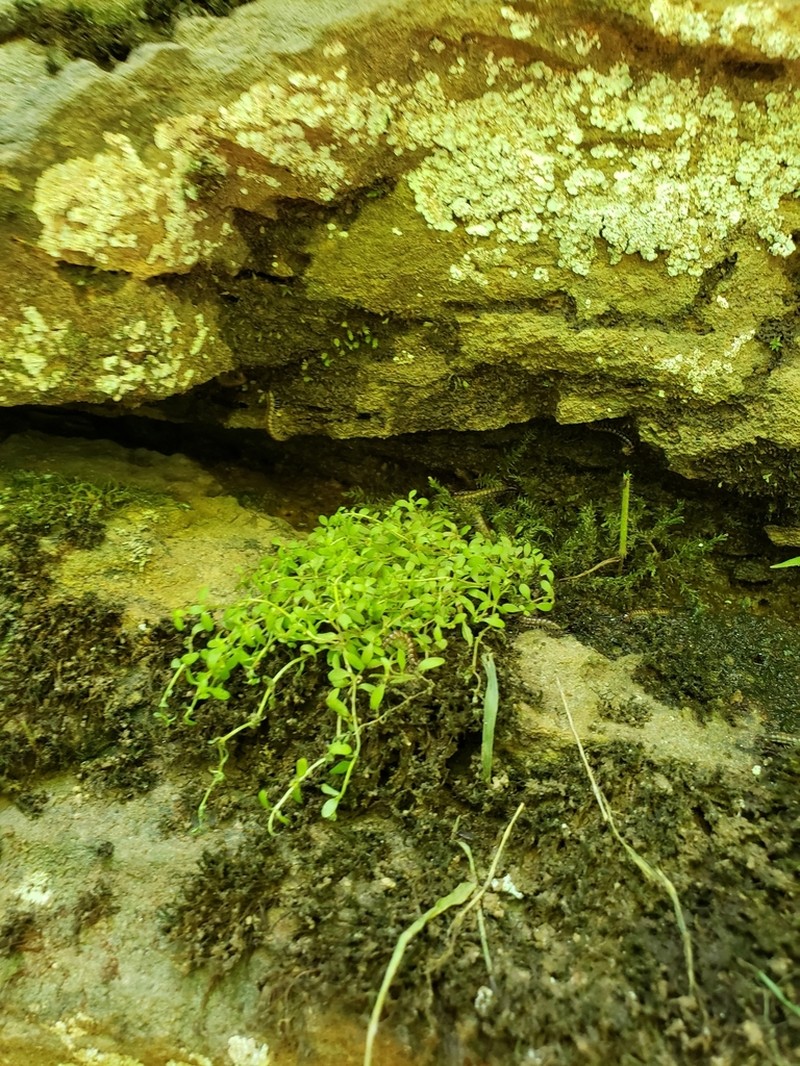 Nuttall's Water-Starwort photo 8