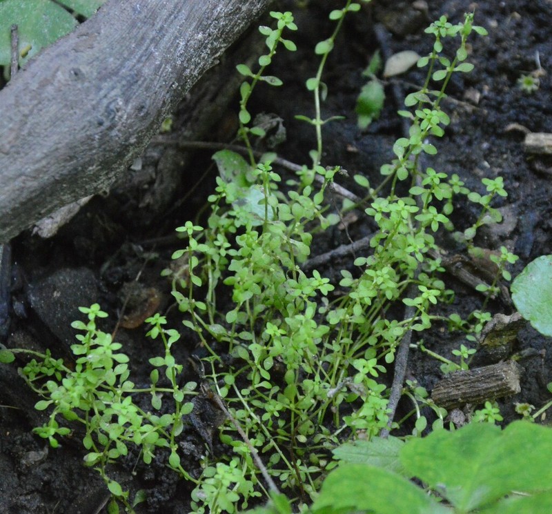 Matted Water-Starwort