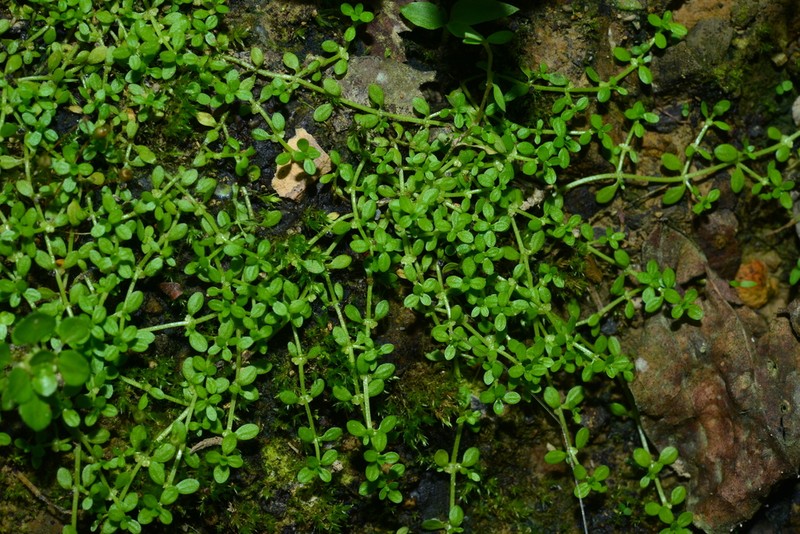 Matted Water-Starwort photo 2